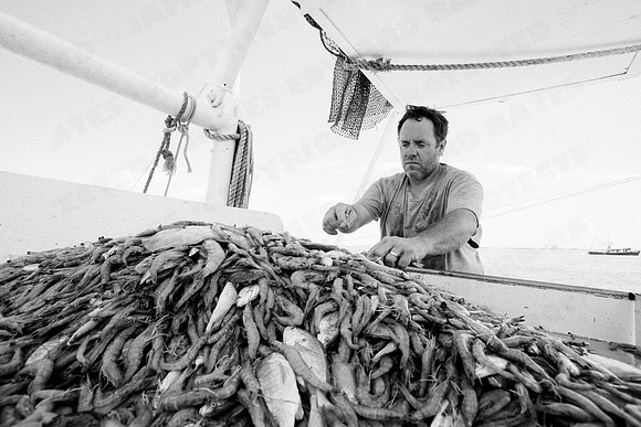 GulfShrimpBW-11227