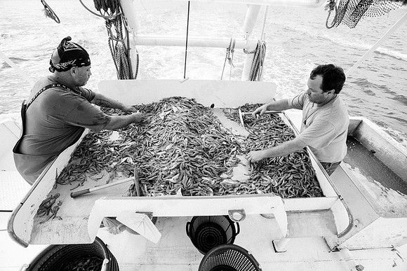GulfShrimpBW-10747