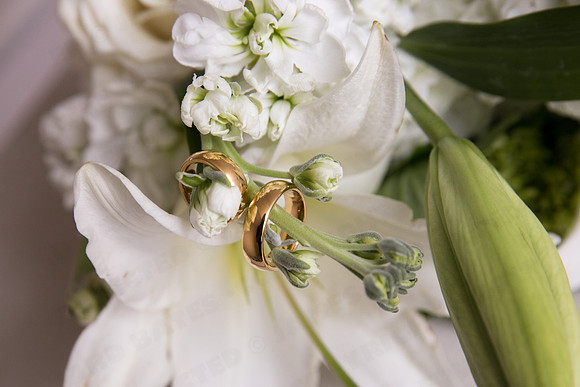 Trotter_wed-41664