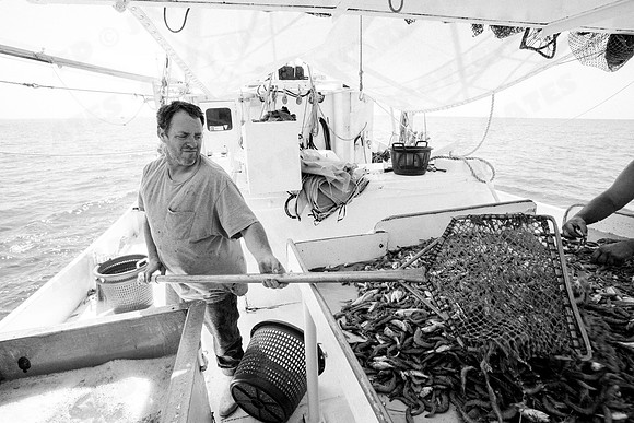 GulfShrimpBW-11099