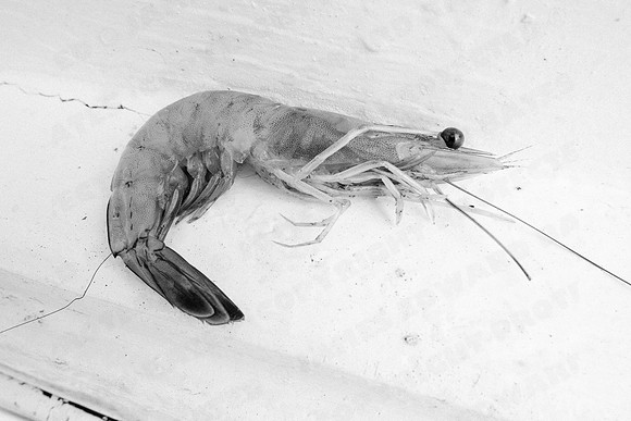 GulfShrimpBW-10882