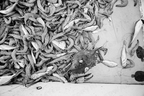 GulfShrimpBW-11122