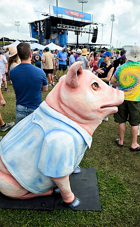 HogsforCause2025-144820