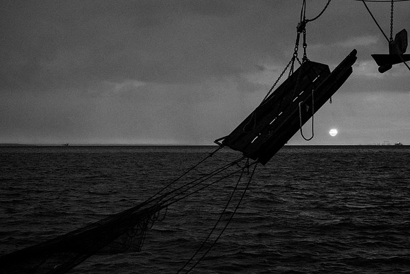 GulfShrimpBW-7151