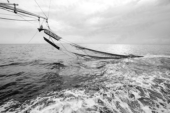GulfShrimpBW-10615