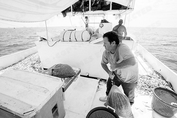 GulfShrimpBW-10955