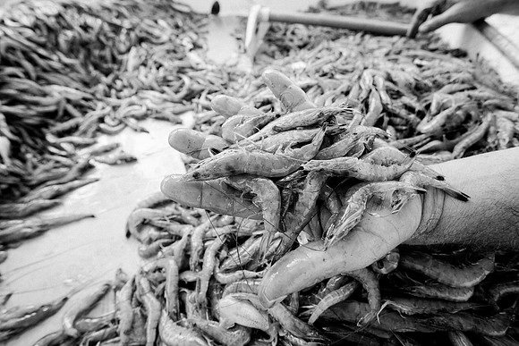 GulfShrimpBW-10784