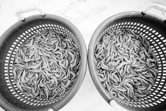 GulfShrimpBW-10889