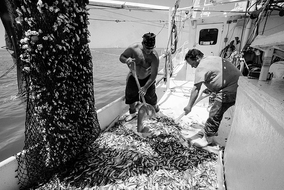 GulfShrimpBW-11361