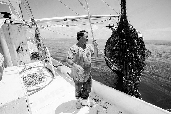 GulfShrimpBW-11338