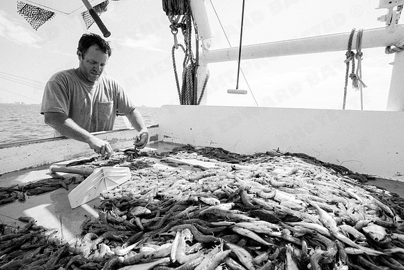 GulfShrimpBW-10972