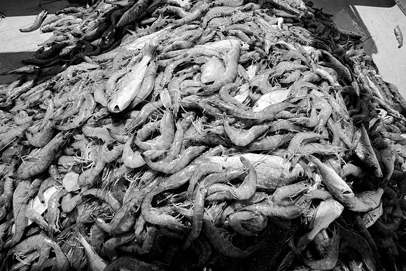 GulfShrimpBW-10979
