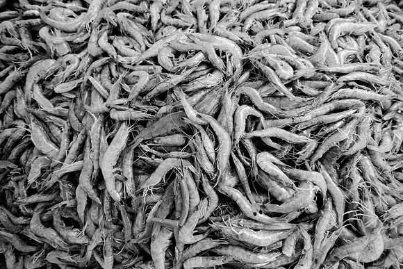 GulfShrimpBW-10868