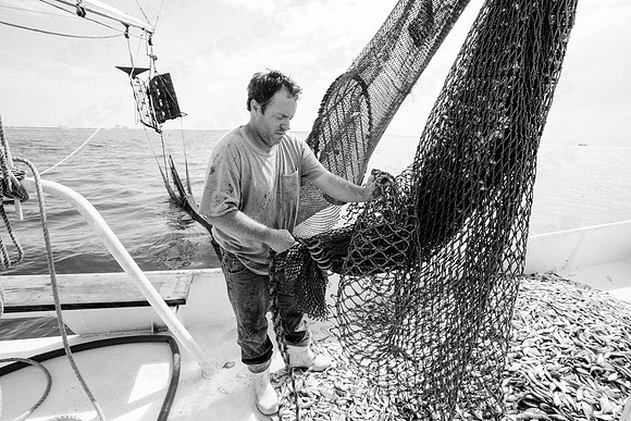 GulfShrimpBW-10934