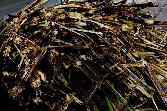 Sugar cane syrup mill