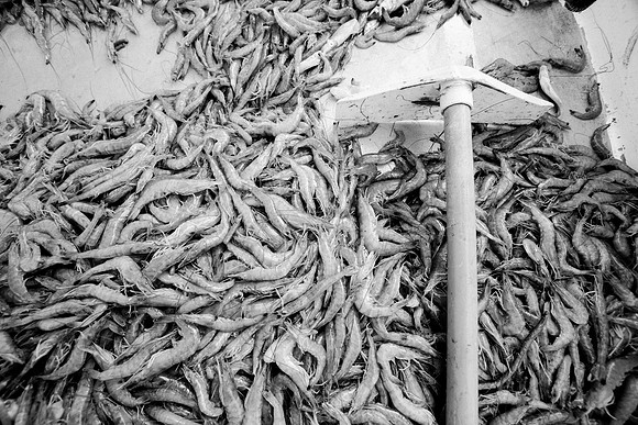 GulfShrimpBW-10825