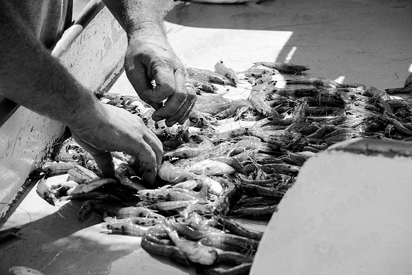 GulfShrimpBW-7870